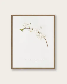 "Amarena cherry flower" Art print